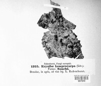 Erysiphe lamprocarpa image